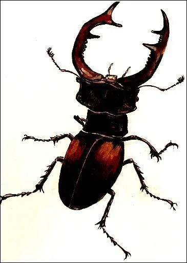 Quelle est la particularit du lucane  cerf-volant  mle ?