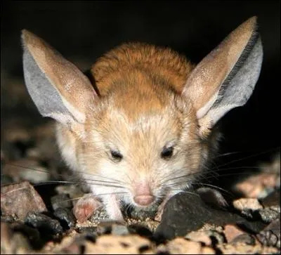 Cet animal trs adaptable vit dans des conditions extrmement difficiles, avec des tempratures qui peuvent tomber aussi bas que - 40C et aussi leves que + 40C en t. C'est 