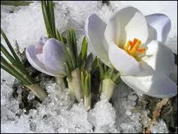 Perce-neige se traduit par :