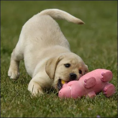 Termine cette phrase. Le labrador a un tr�s bon...