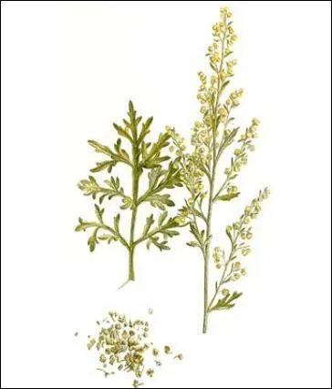 Durant l'Antiquit, Pythagore, philosophe grec, et le mdecin Hippocrate recommandent les herbes d'absinthe comme un(e) :