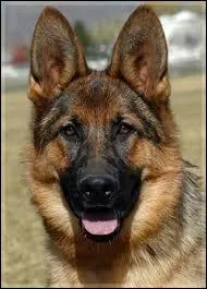 Quelle est la race ?