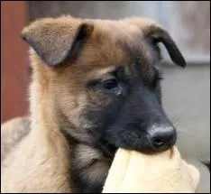 Quelle est la race ?