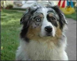 Quelle est la race ?