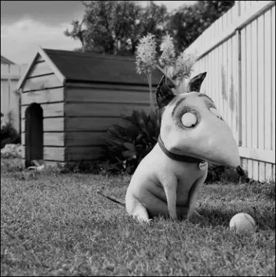 Quel nom porte le chien du film d'animation en 3D de Tim Burton   Frankenweenie  , version long mtrage, un   Frankenstein   version canine sorti mercredi dernier ?