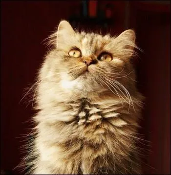 Pourquoi cette chatte, rpondant au nom de   Fripouille   est-elle  la Une des mdias franais ?