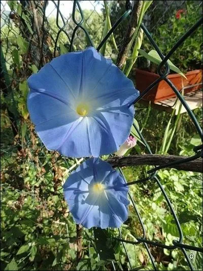 De quelle plante s'agit-il ?