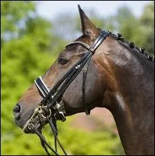 Comment s'appelle cet quipement ?