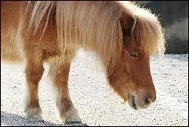 Le shetland est dot d'un caractre...