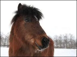 Le shetland est souvent utilis...