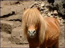 Le shetland est mlang avec du sang...