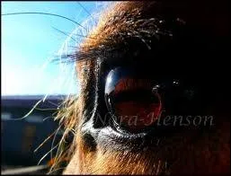 Et son caractre et ses performances ?