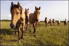 Depuis quand est-elle reconnue par les Haras nationaux ?