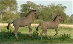 De quel croisement est issu le henson ?