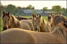 Et maintenant, un henson en est un officiellement un quand ...
