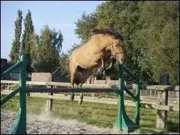 De quel pays est-il originaire ?