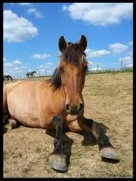 Quelles sont ses robes ?