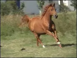Quelle est la race de ce cheval ?