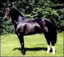 Quelle est la race de ce cheval ?