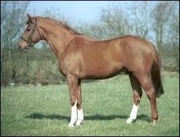 Quelle est la race de ce cheval ?