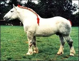 Quelle est la race de ce cheval ?