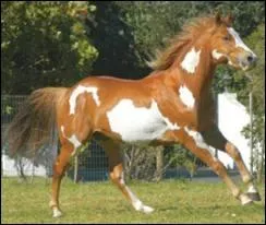 Quelle est la race de ce cheval ?