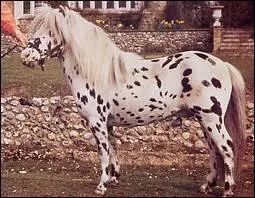 Quelle est la race de ce cheval ?