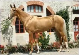 Quelle est la race de ce cheval ?