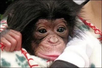 Qui  descend du singe  ?