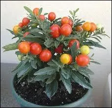 Les baies du pommier d'amour sont-elle comestibles ?