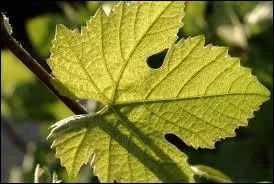 Quelle est cette feuille ?