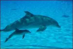 Combien existe-t-il d'espces de dauphins ?