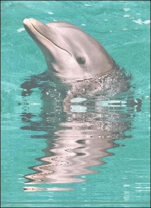 La peau du dauphin est :