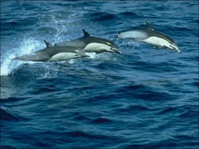 Quelle est la longueur du dauphin ?