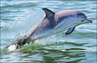 Le dauphin a ...