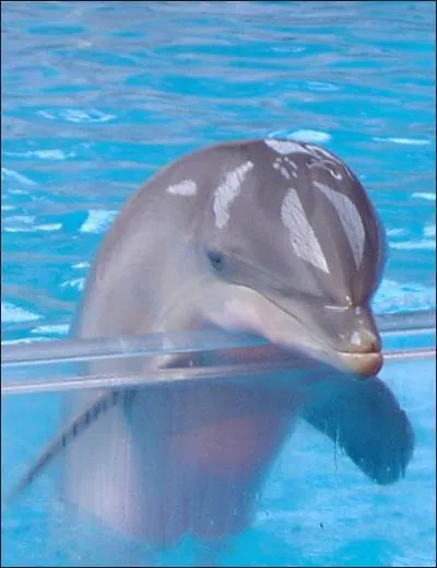 A quoi servent les nageoires du dauphin ?