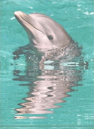 Quiz Dauphins