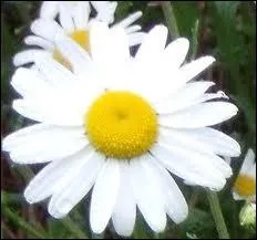 Jouer  : il m'aime, un peu, beaucoup, passionnment... , c'est  effeuiller...  