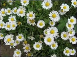 Etre d'un niveau trs lmentaire, c'est  rester au ras des ...  