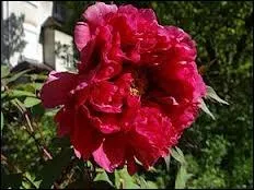 Devenir rouge sous le coup de la colre ou de l'motion, c'est  tre rouge comme ...  