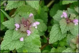 Quand il ne faut pas exagrer, on dit   il ne faut pas pousser grand-mre dans les...  