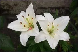 Avoir un teint trs ple, c'est  tre blanche comme ...  