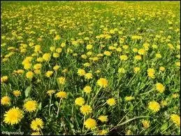 Etre mort et enterr, c'est   manger les ----- par la racine 