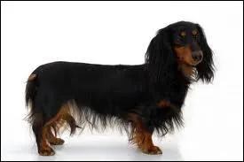 Quelle est cette race ?