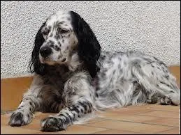 Quelle est cette race ?