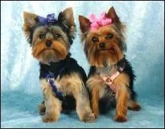 Quelle est cette race ?