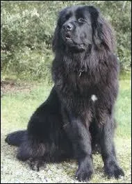 Quelle est cette race ?