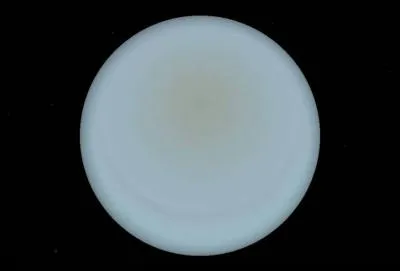 Quelle est cette plante de couleur unie ?