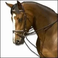 Que met-on pour diriger notre cheval ?