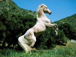 Quiz Galop 1